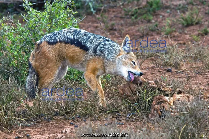 : Black-backed Jackal - scavenging on carrion : Black-backed Jackal - scavenging on carrion