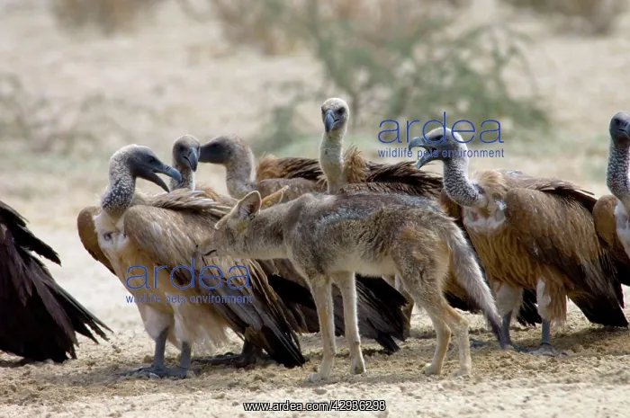  : Black-backed Jackal sniffing White-backed Vulture