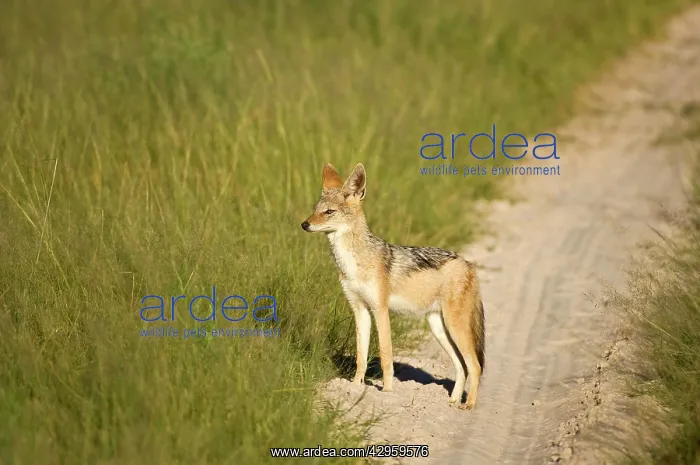 : Black-backed Jackal - Standing at side of track : Black-backed Jackal - Standing at side of track