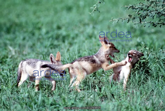 : BLACK-BACKED JACKAL - x three pups playing : BLACK-BACKED JACKAL - x three pups playing