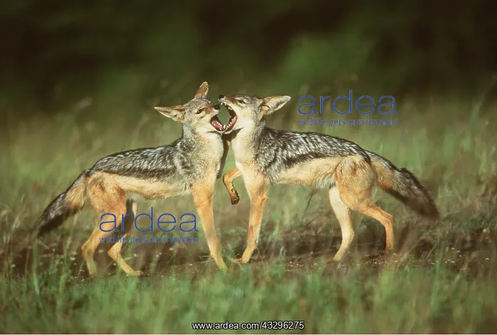  : BLACK-BACKED JACKAL - x two young playing