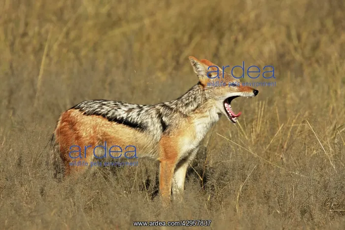 : Black-backed Jackal - yawning : Black-backed Jackal - yawning