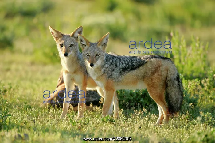 : Black-backed Jackal - two young ones standing in savannah : Black-backed Jackal - two young ones standing in savannah