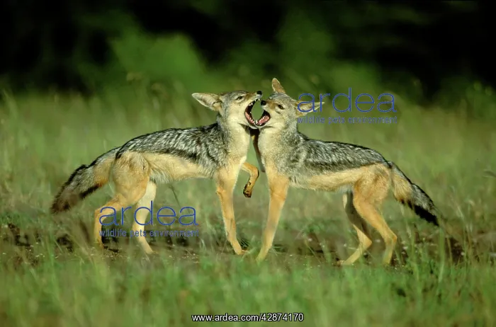  : Black-backed Jackal - young playing