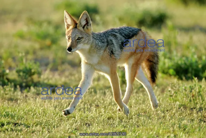 : Black-backed Jackal - young one strolling through savannah : Black-backed Jackal - young one strolling through savannah