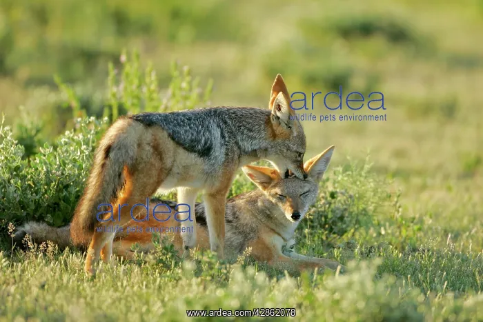 : Black-backed Jackal - one young teasing another : Black-backed Jackal - one young teasing another