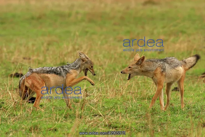 : Black-backed Jackals - Two in confrontation : Black-backed Jackals - Two in confrontation