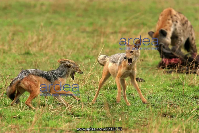 : Black-backed Jackals - two in confrontation, with : Black-backed Jackals - two in confrontation, with