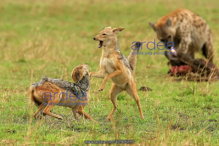 : Black-backed Jackals - Two fighting with Hyaena : Black-backed Jackals - Two fighting with Hyaena