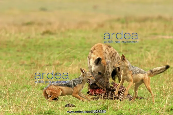 : Black-backed Jackals - Two fighting with Spotted : Black-backed Jackals - Two fighting with Spotted