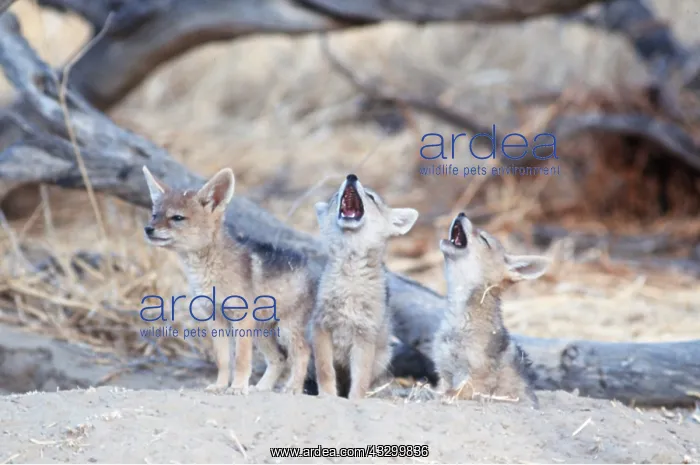 : BLACK-BACKED JACKALS - x three pups, two howling : BLACK-BACKED JACKALS - x three pups, two howling