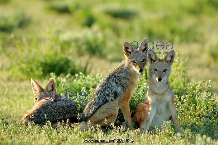 : Black-backed Jackals - three young ones resting in savannah : Black-backed Jackals - three young ones resting in savannah