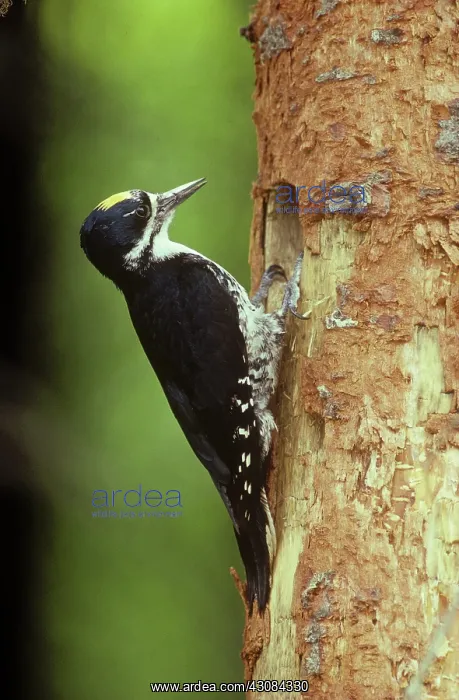 : Black-backed Woodpecker : Black-backed Woodpecker