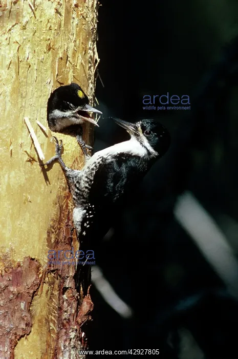 : BLACK-BACKED WOODPECKER - FEEDS CHICKS : BLACK-BACKED WOODPECKER - FEEDS CHICKS