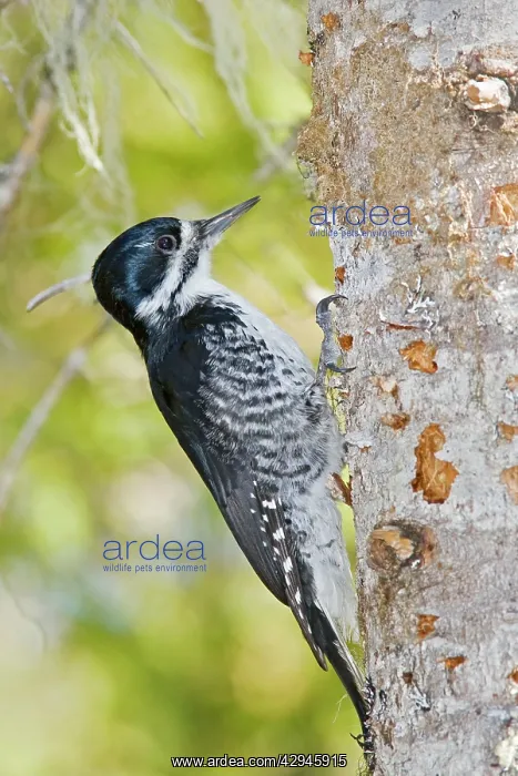 : Black-backed Woodpecker - Female on side of tree : Black-backed Woodpecker - Female on side of tree