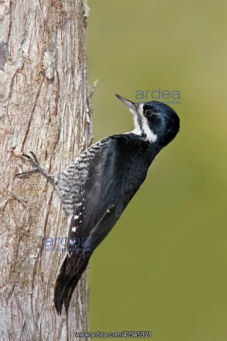 : Black-backed Woodpecker - Female on side of tree : Black-backed Woodpecker - Female on side of tree