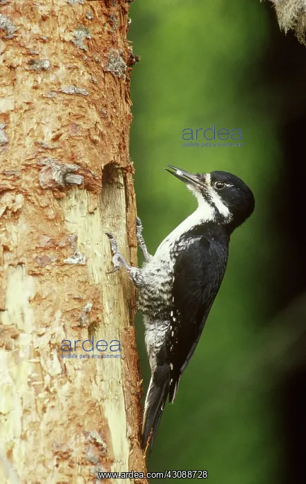 : Black-backed Woodpecker with food at nest : Black-backed Woodpecker with food at nest
