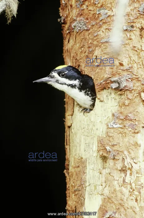 : Black-backed Woodpecker in nest hole : Black-backed Woodpecker in nest hole