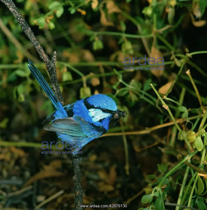 : Black-backed WREN - male, with insect in beak : Black-backed WREN - male, with insect in beak