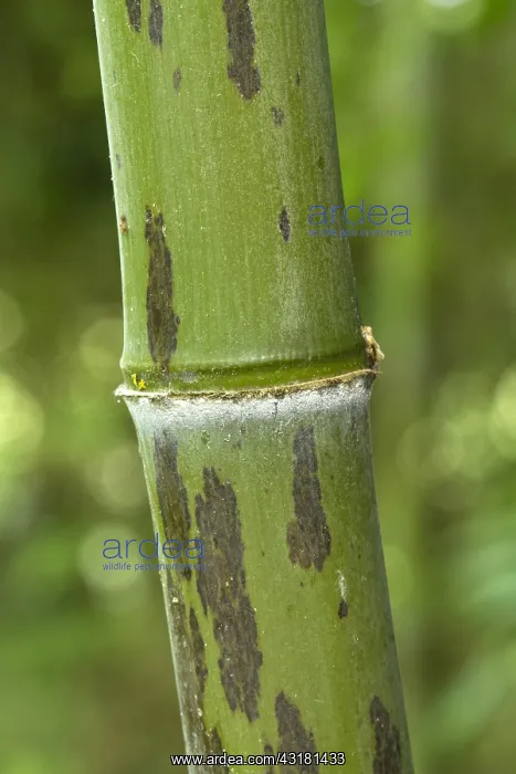 : Black bamboo Boryana (Phyllostachys nigra) stem : Black bamboo Boryana (Phyllostachys nigra) stem