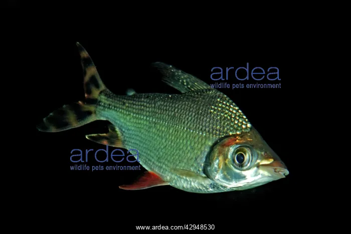 : Black-banded Leporinus : Black-banded Leporinus