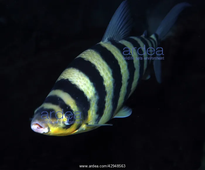 : Black-banded Leporinus : Black-banded Leporinus