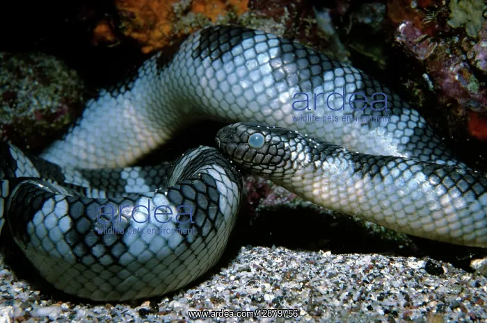 : Black-banded sea krait : Black-banded sea krait