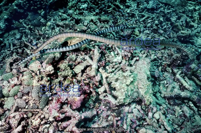 : Black-banded sea krait - courting : Black-banded sea krait - courting