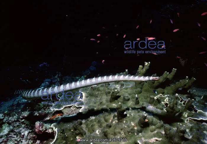  : Black-banded sea krait  /  Sea Snake