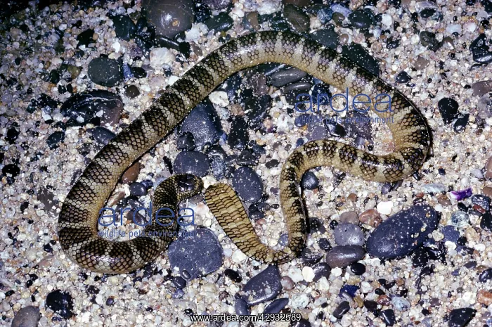  : Black-banded sea krait - on shingle