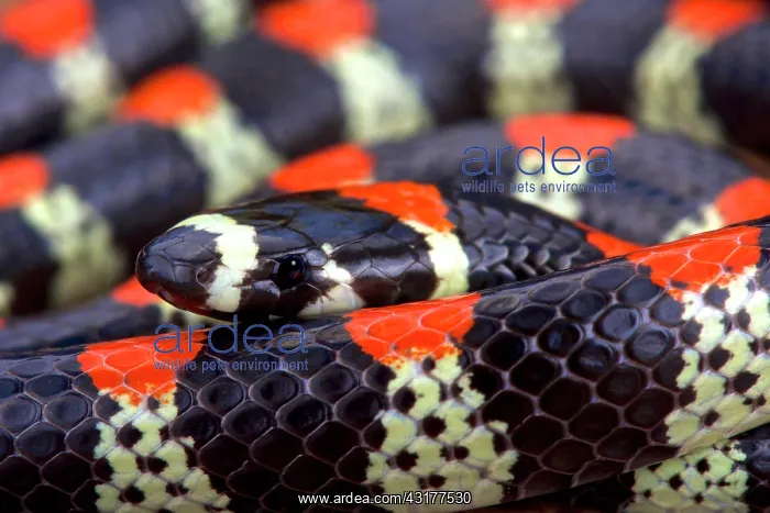 : Black-banded snake (Scolecophis atrocinctus), Costa : Black-banded snake (Scolecophis atrocinctus), Costa