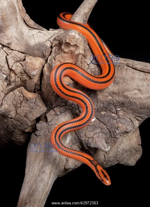 : Black-banded Trinket Snake / Thai Bamboo Ratsnake : Black-banded Trinket Snake / Thai Bamboo Ratsnake