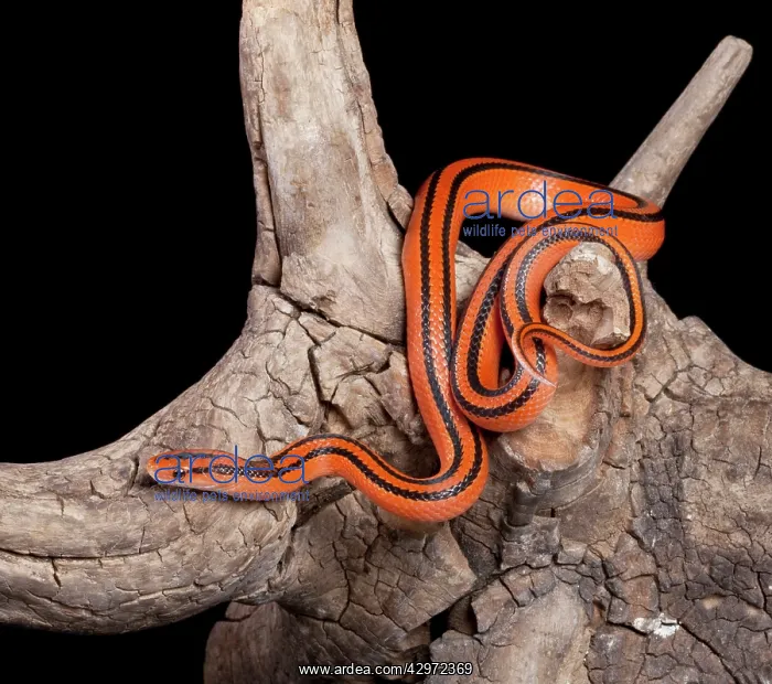 : Black-banded Trinket Snake / Thai Bamboo Ratsnake : Black-banded Trinket Snake / Thai Bamboo Ratsnake