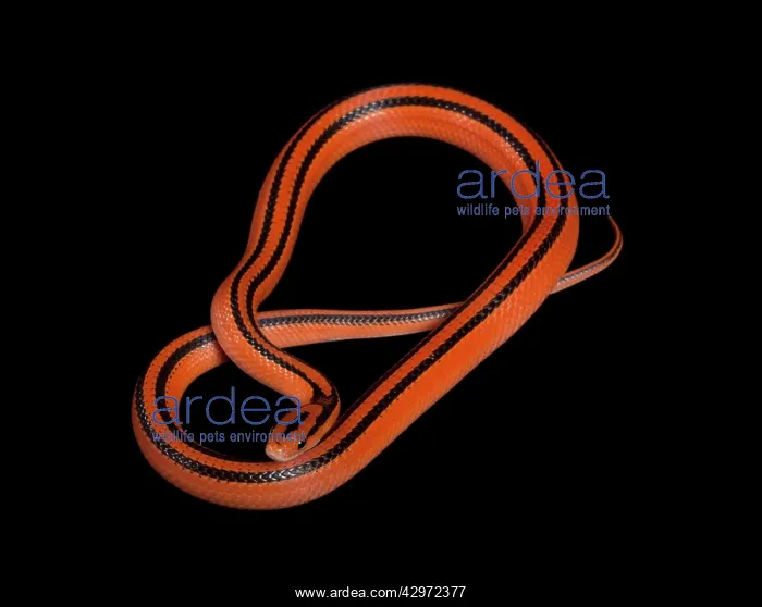 : Black-banded Trinket Snake / Thai Bamboo Ratsnake : Black-banded Trinket Snake / Thai Bamboo Ratsnake