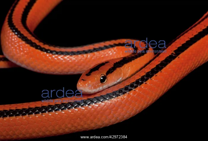 : Black-banded Trinket Snake / Thai Bamboo Ratsnake : Black-banded Trinket Snake / Thai Bamboo Ratsnake