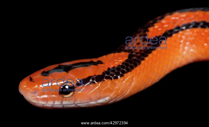 : Black-banded Trinket Snake / Thai Bamboo Ratsnake : Black-banded Trinket Snake / Thai Bamboo Ratsnake
