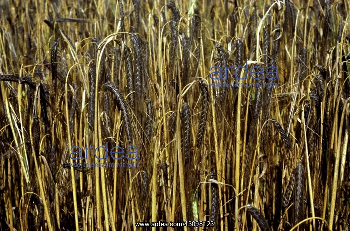 : Black barley : Black barley