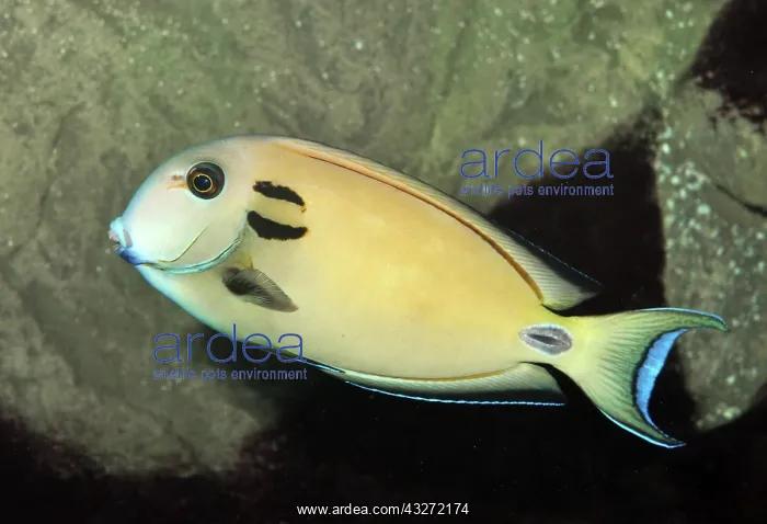 : Black-barred Surgeonfish; sheltered waters of Indo-Pacific : Black-barred Surgeonfish; sheltered waters of Indo-Pacific