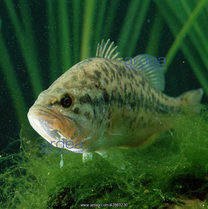  : Black Bass FISH