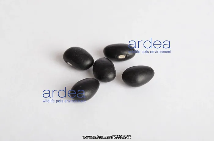 : Black Bean : Black Bean