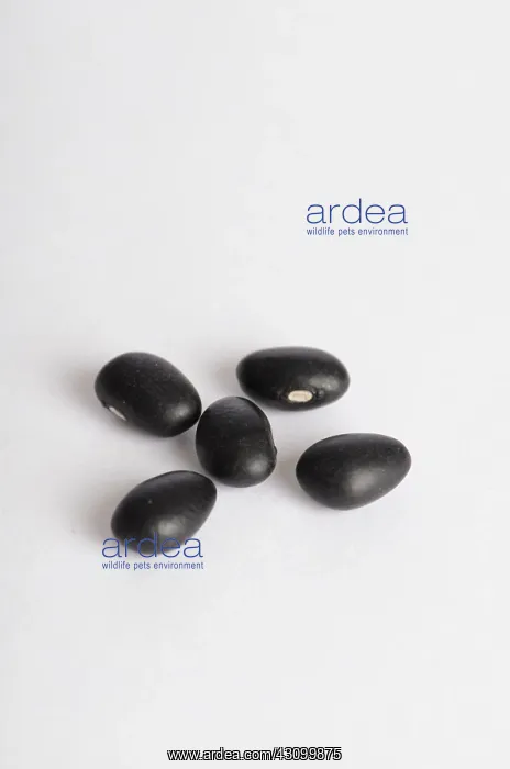 : Black Bean : Black Bean