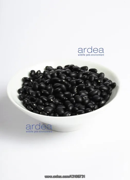 : Black Bean : Black Bean