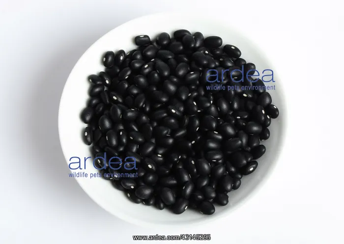 : Black Bean : Black Bean