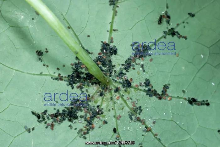 : Black Bean Aphid : Black Bean Aphid