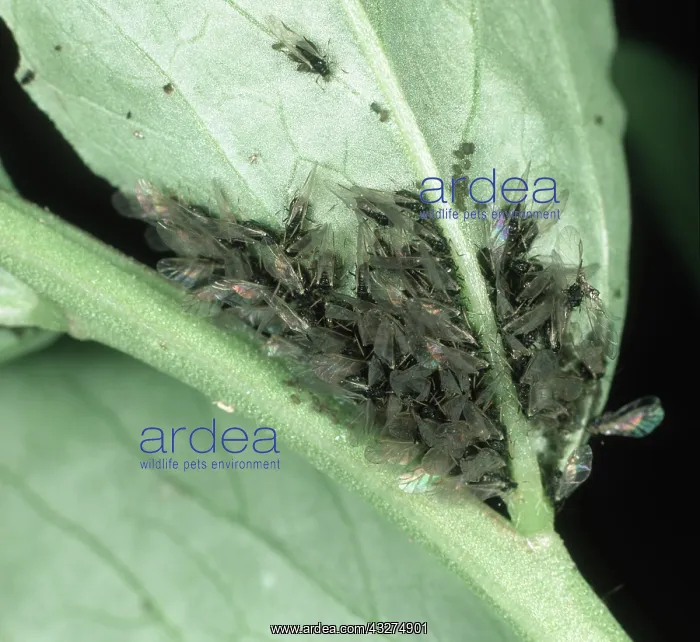 : Black bean aphid : Black bean aphid