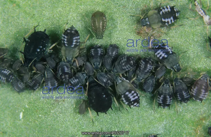 : Black bean aphid : Black bean aphid
