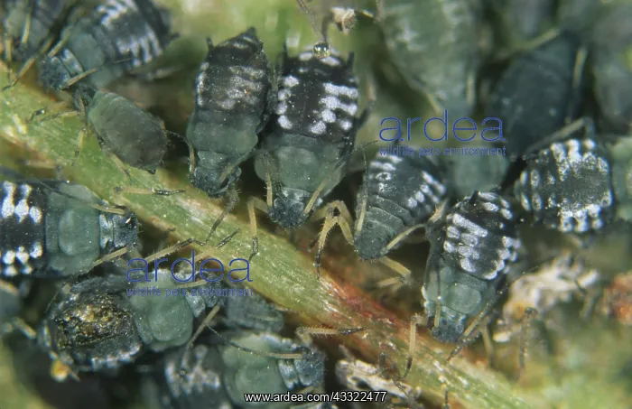 : Black bean aphid (Aphis fabae) : Black bean aphid (Aphis fabae)
