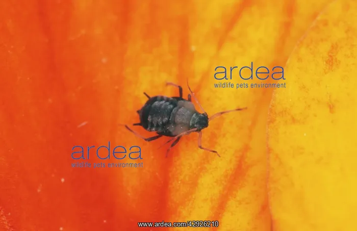 : Black Bean Aphid / Blackfly : Black Bean Aphid / Blackfly
