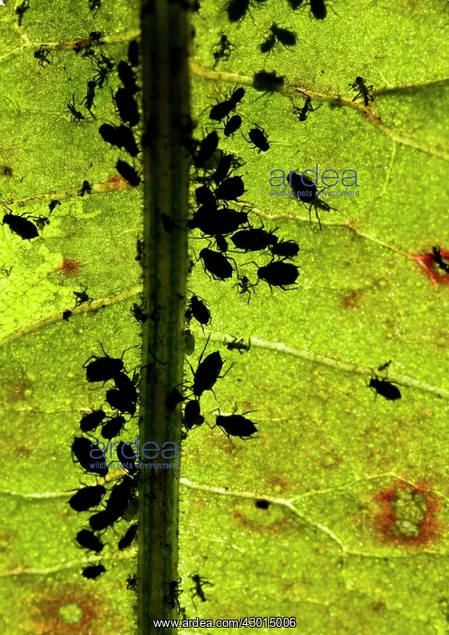 : Black Bean Aphid - colony living under a leaf : Black Bean Aphid - colony living under a leaf