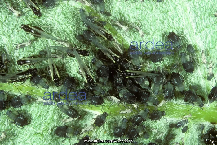 : Black bean aphid infestation : Black bean aphid infestation